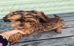 Cockapoo dogs for sale: Need them gone Asap - Image 4