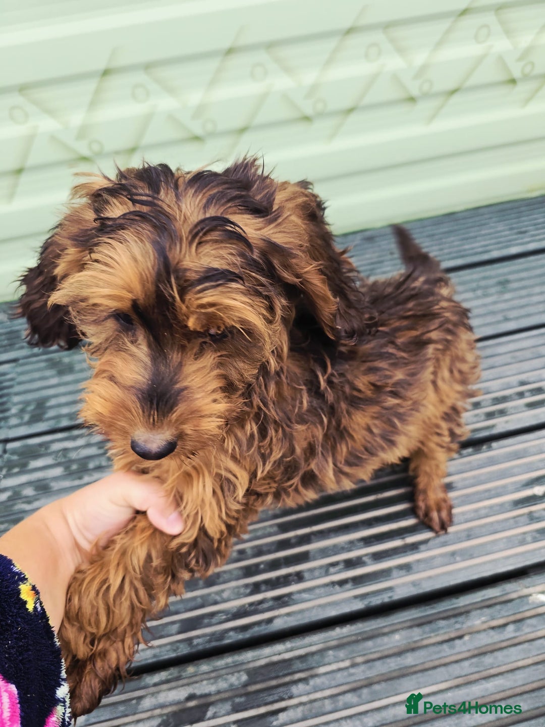 Cockapoo dogs for sale: Need them gone Asap - Image 4