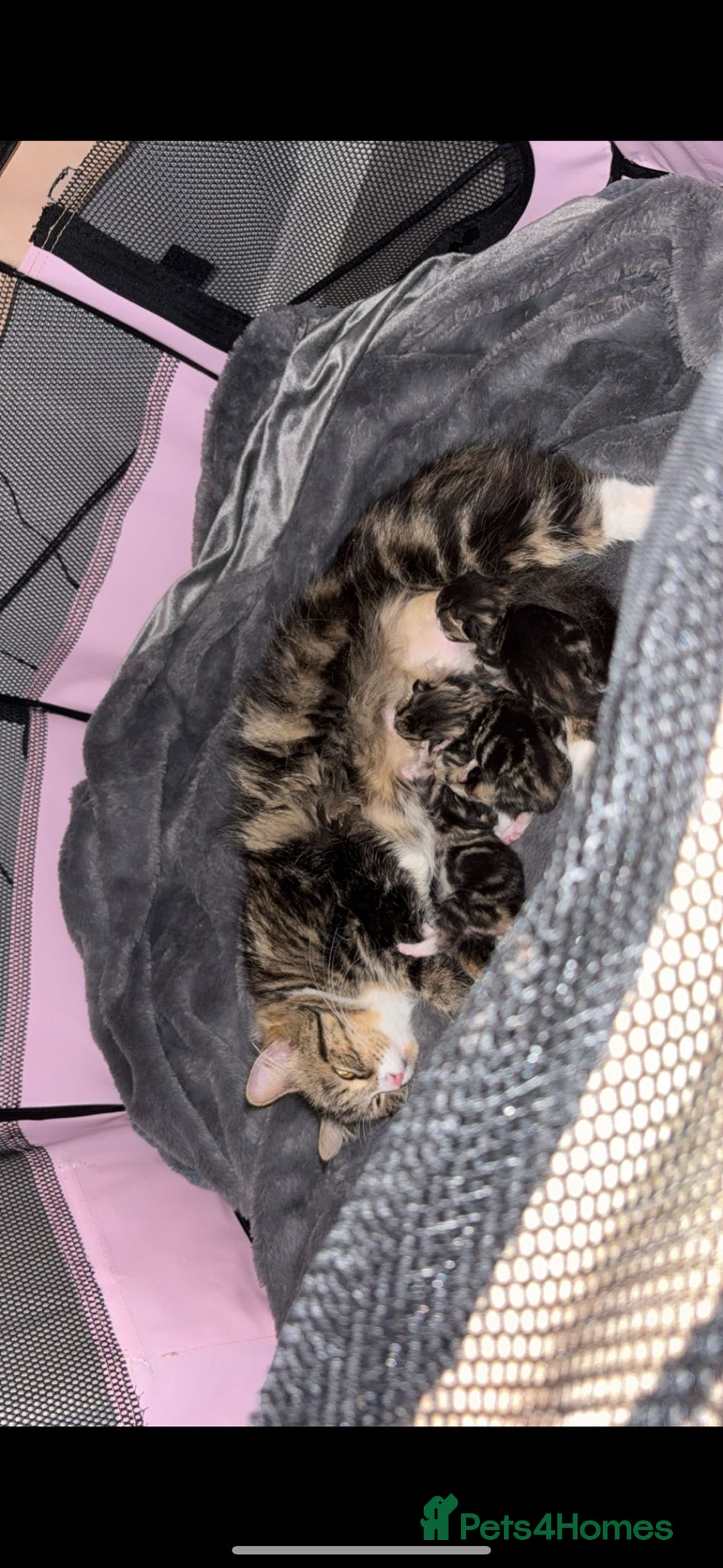 British Longhair cats for sale: 2 gorgeous British longhair female kittens  - Image 1