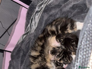 British Longhair cats - Advert 1