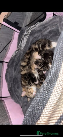 British Longhair cats - Advert 1