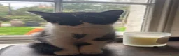 Mixed Breed cats for sale: Beautiful Kittens  in Newnham - Advert 9