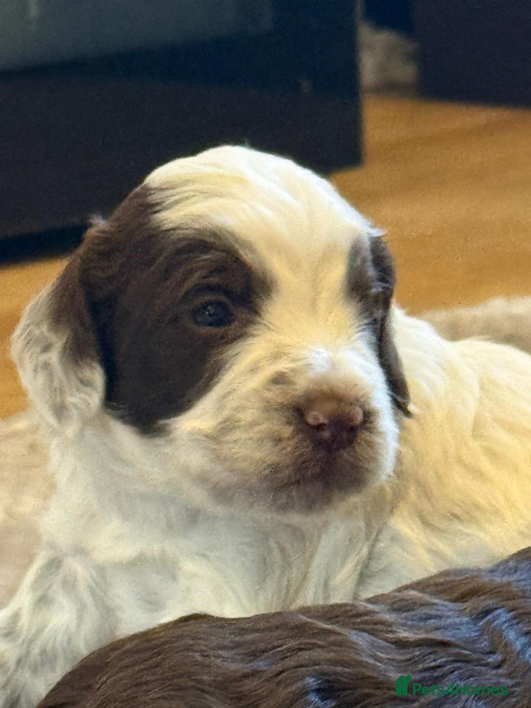 Cockapoo dogs for sale: F1 Cockapoos 5⭐️ Licensed Breeder Fully DNA Tested - Advert 19