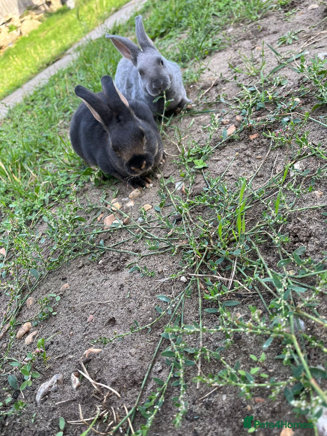 Rex rabbits for sale: Full bred Rex rabbit  - Image 5