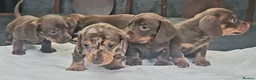 Miniature Dachshund dogs for sale: 5 Georgeous miniature dachsunds - Advert 6