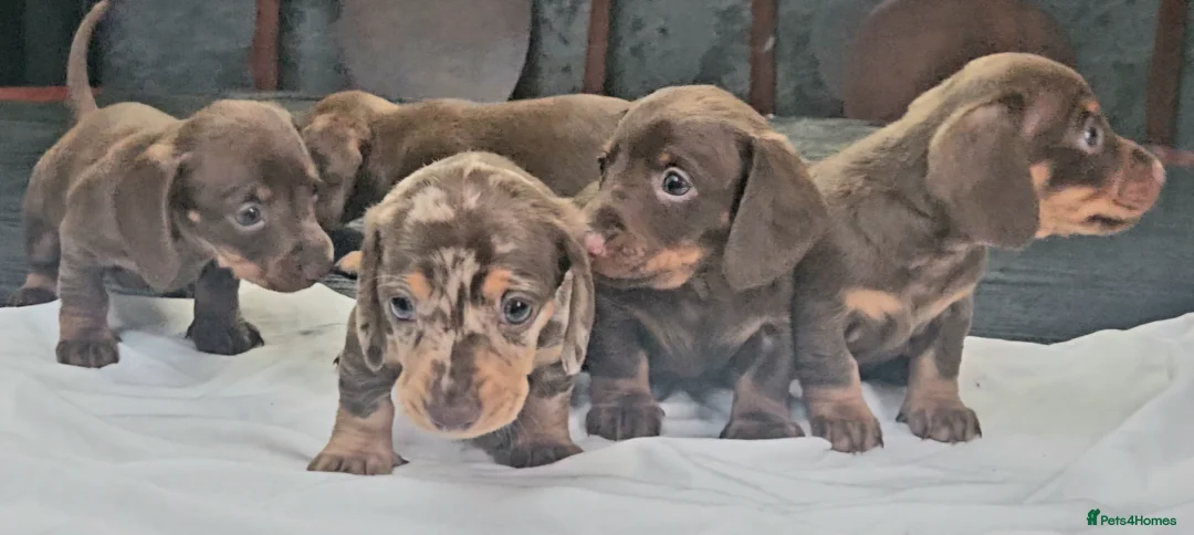 Miniature Dachshund dogs for sale: 5 Georgeous miniature dachsunds - Advert 6