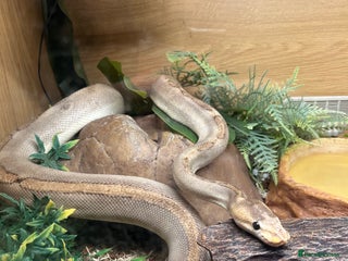 Snake reptiles for sale - Advert 1