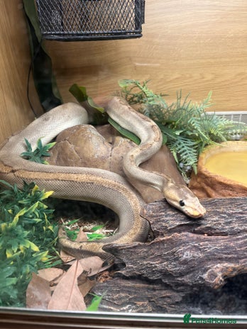 Snake reptiles - Advert 1