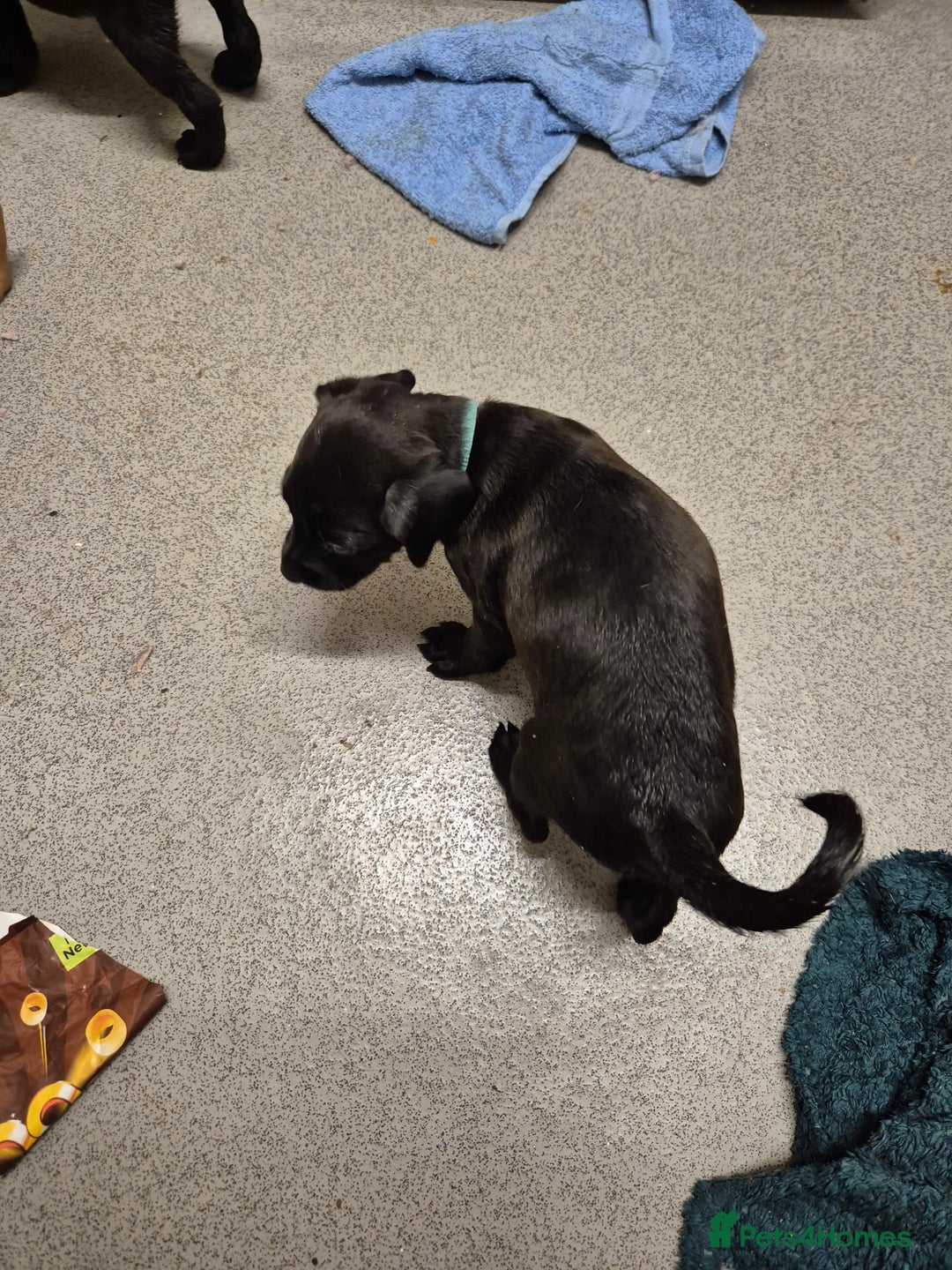 Mixed Breed dogs for sale: Beautiful litter of pups - Image 18