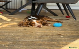 Cocker Spaniel dogs for sale: Working cocker for sale (Mylo)  - Image 13