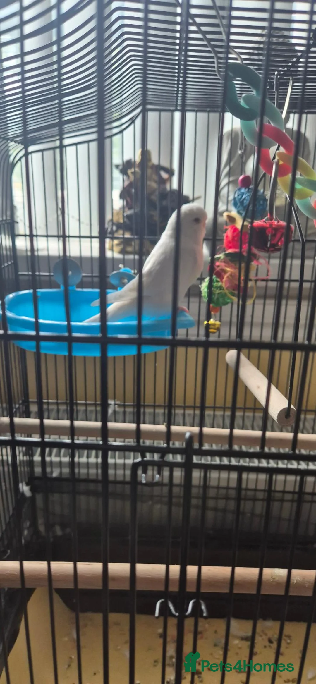 Budgerigars birds for sale: White budgie in Llanelli - Advert 2