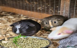 Guinea Pig rodents for sale: 4 Month Old Male Guinea Pigs - Image 4
