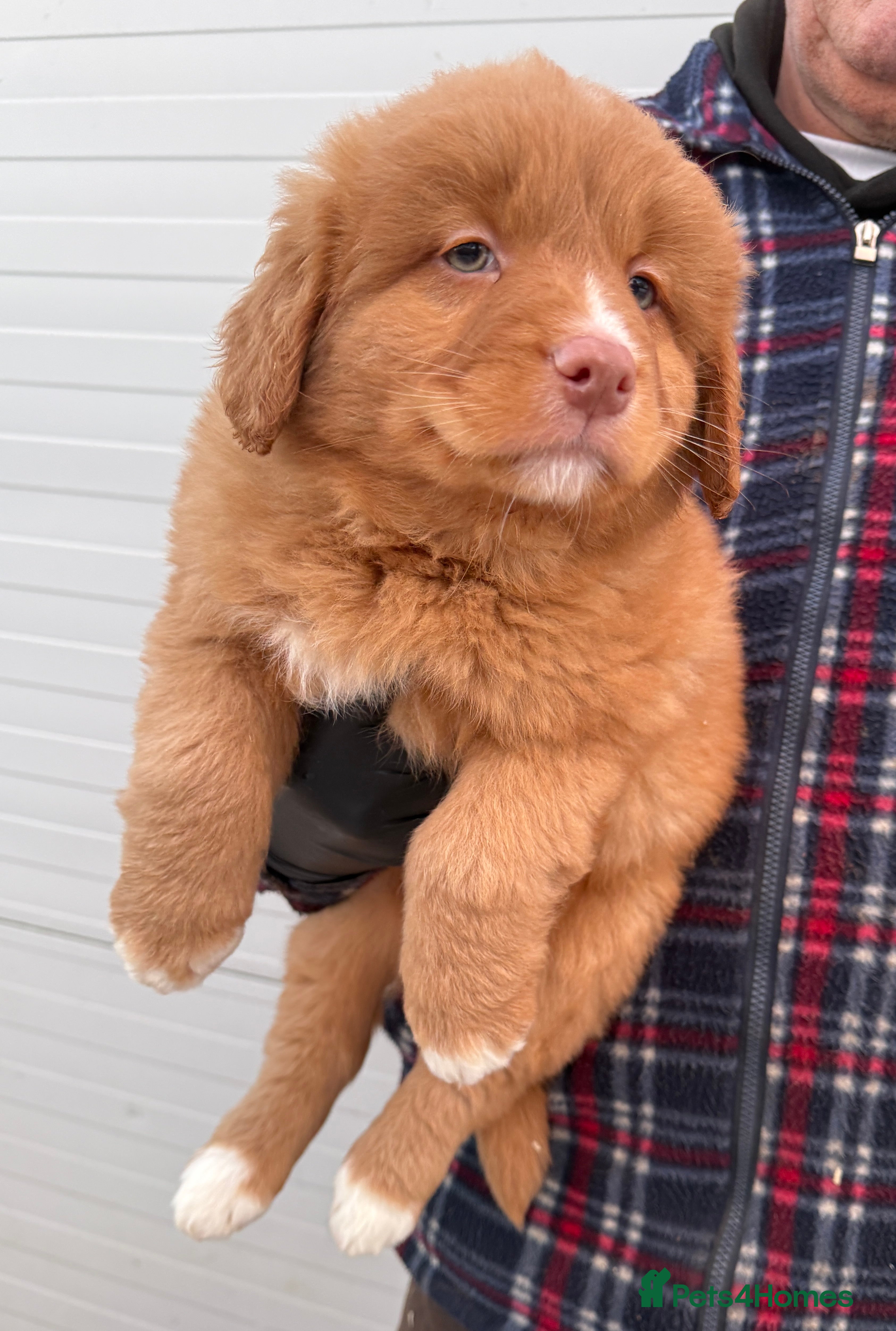 Nova Scotia Duck Tolling Retriever dogs Beautiful Kc registered nova scotias puppies  - Advert 1