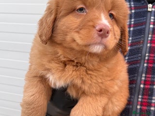 Nova Scotia Duck Tolling Retriever dogs Beautiful Kc registered nova scotias puppies - Advert 6