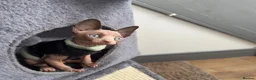 Sphynx cats for sale: Cute Sphynx Boy💙 - Advert 3