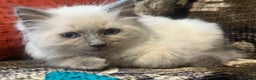 Ragdoll cats for sale: Impressive Beautiful Ragdoll Kittens Available - Advert 6