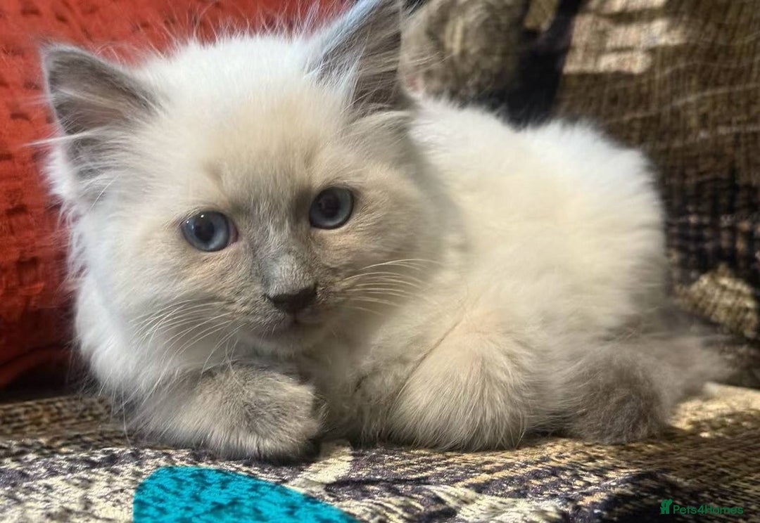 Ragdoll cats for sale: Impressive Beautiful Ragdoll Kittens Available - Advert 6