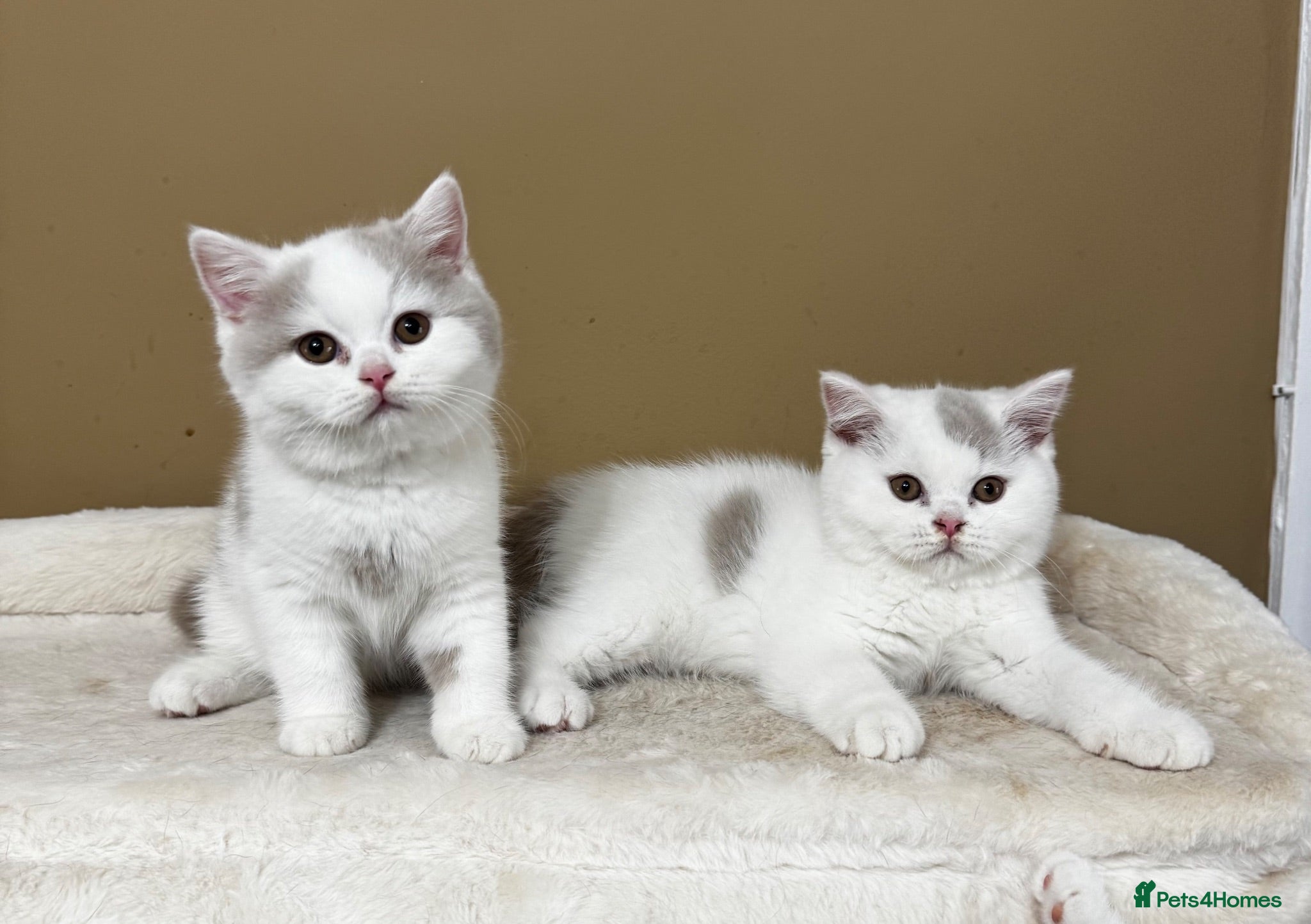 British Shorthair cats British shorthair kittens  - Advert 3