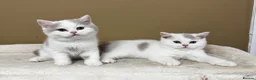 British Shorthair cats for sale: British shorthair kittens  - Advert 1