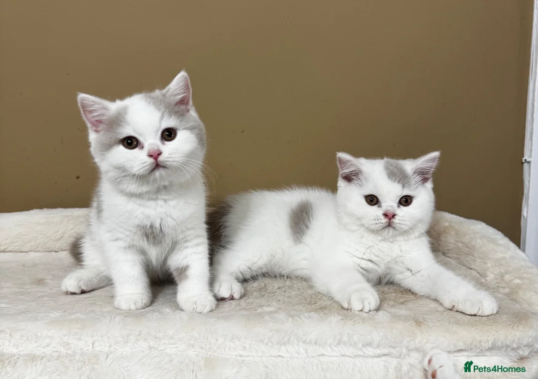British Shorthair cats for sale: British shorthair kittens  - Advert 1