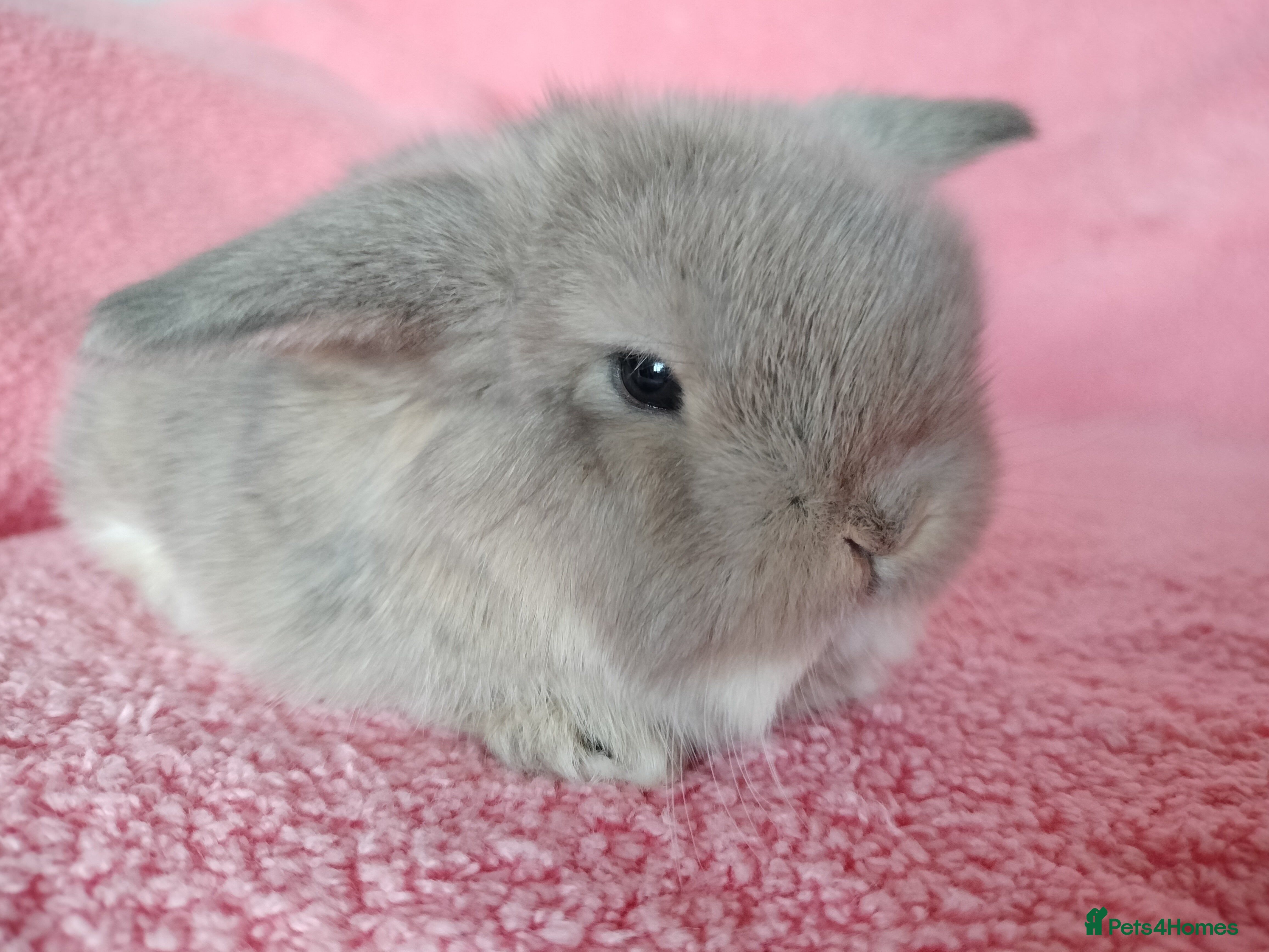 Mini Lop rabbits Baby mini lops for sale  - Advert 1