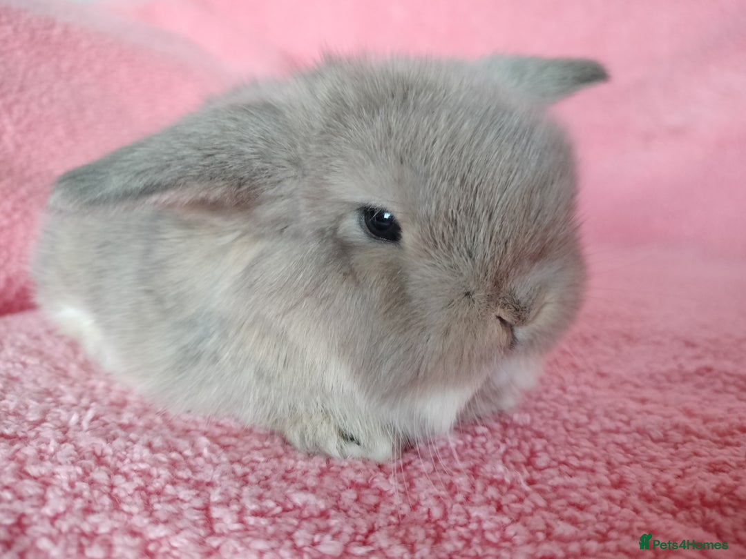 Mini Lop rabbits for sale: Baby mini lops for sale  - Advert 1