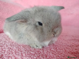 Mini Lop rabbits Baby mini lops for sale - Advert 1