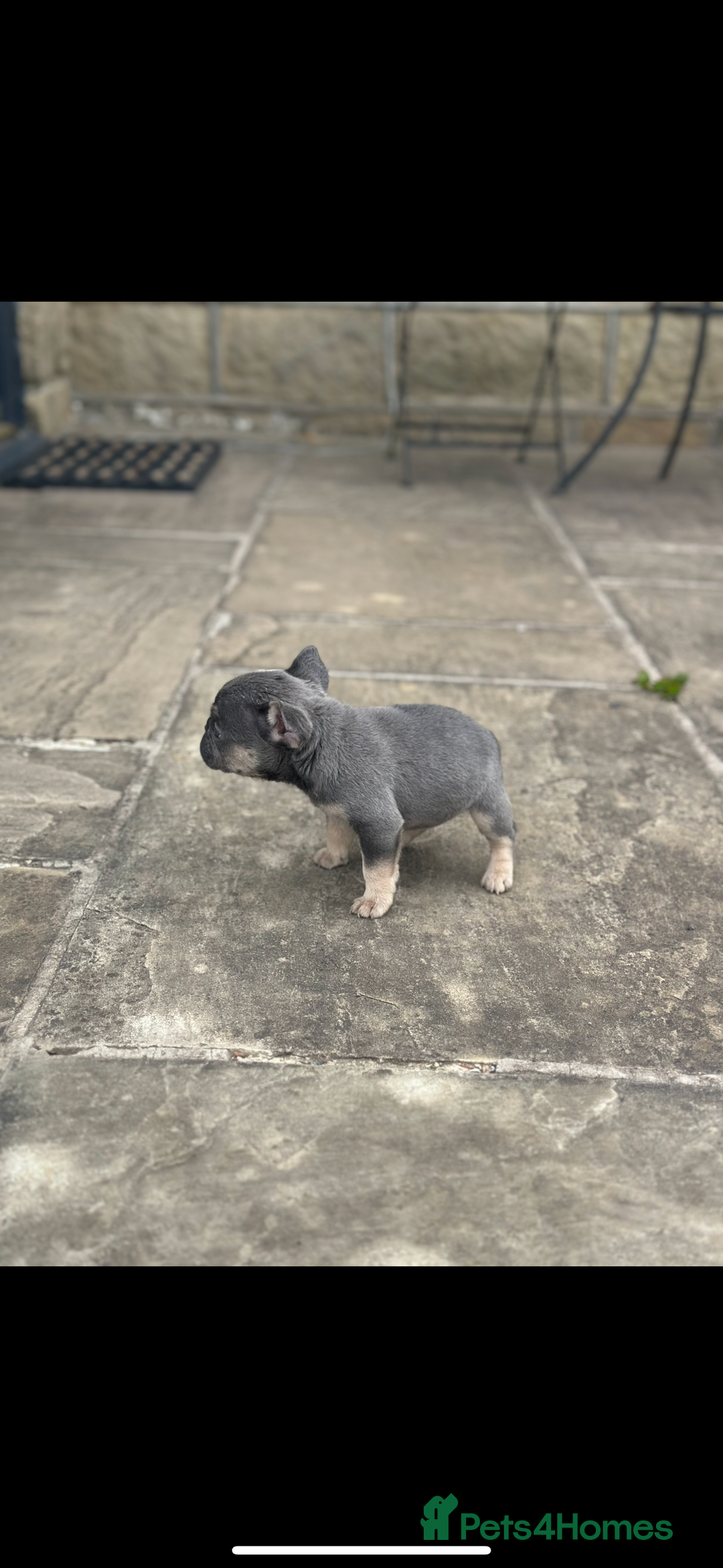 French Bulldog dogs for sale: miniature French bulldog carrying fluffy isabella - Image 6
