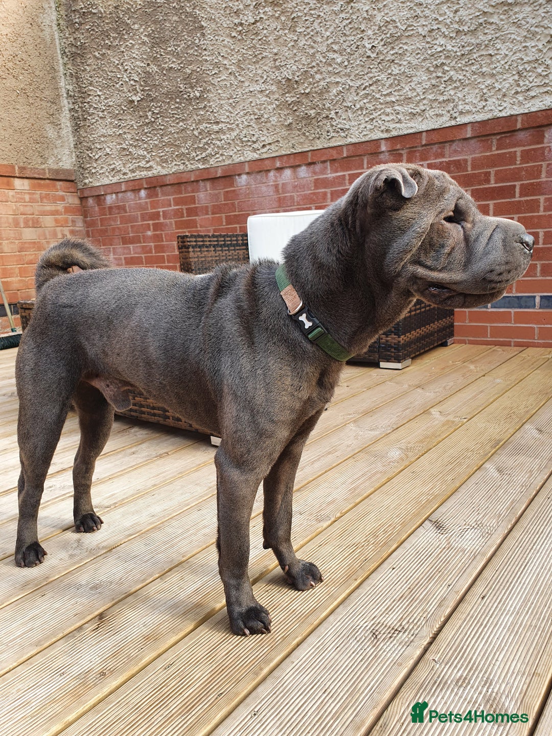 Shar Pei dogs for sale: Lovely Sharpei - Advert 4