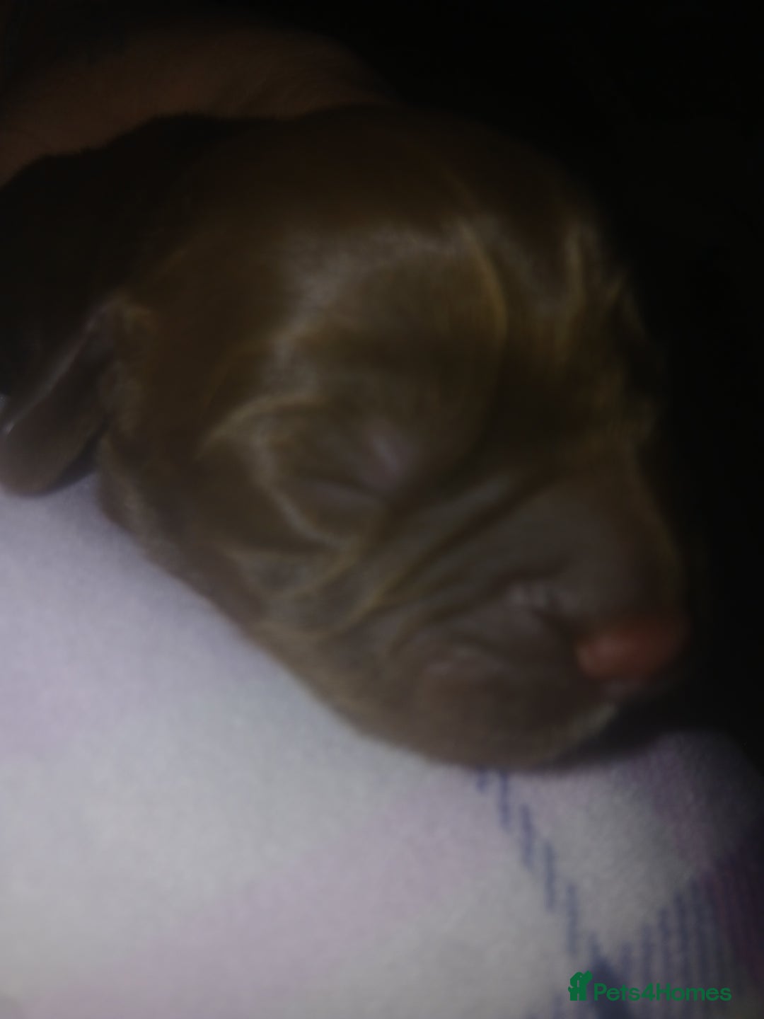 Sprocker dogs for sale: Sprockers - Advert 2