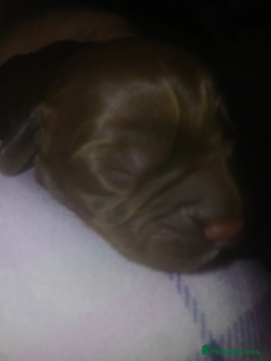 Sprocker dogs for sale: Sprockers - Advert 2