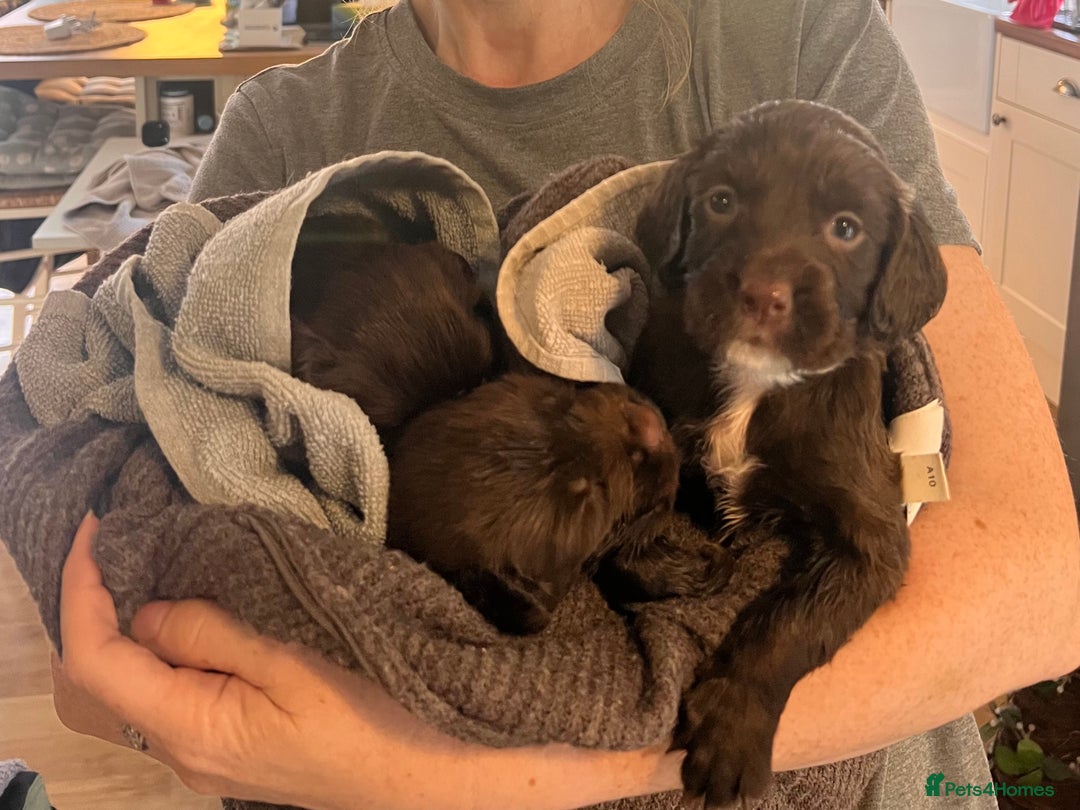 Sprocker dogs for sale: Chocolate & White Sprockers - ALL RESERVED - Image 3