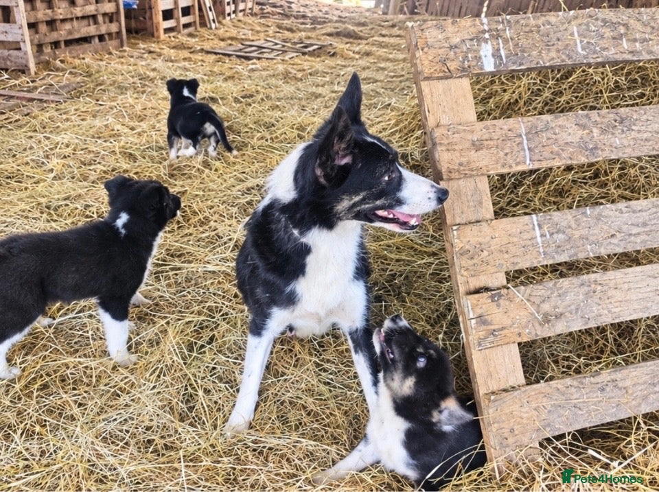Border Collie dogs 🐾 Beautiful Border Collie Puppies 🐾 - Advert 1