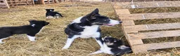 Border Collie dogs for sale: 🐾 Beautiful Border Collie Puppies 🐾 in Trimdon Station - Advert 1