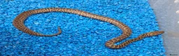 Python Snake reptiles for sale: Children's Python's Het T+Albino - Advert 5