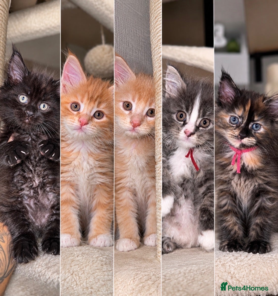 Maine Coon cats 🐾 FULLY REGISTERED PEDIGREE MAINE COON KITTENS 🐾 - Advert 2