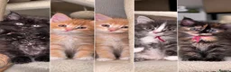 Maine Coon cats for sale: 🐾 FULLY REGISTERED PEDIGREE MAINE COON KITTENS 🐾 - Advert 2