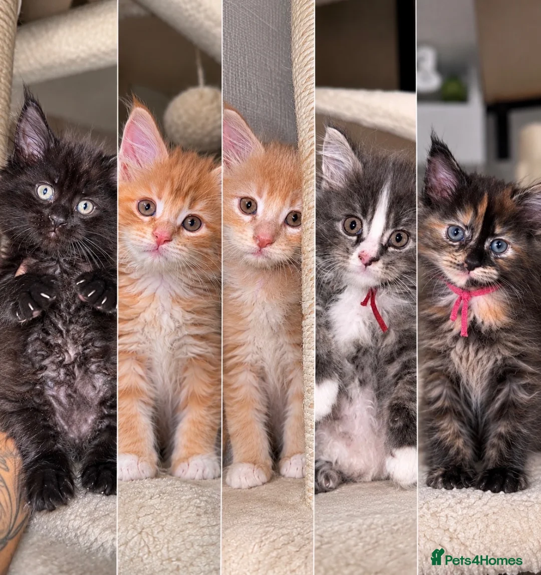 Maine Coon cats for sale: 🐾 FULLY REGISTERED PEDIGREE MAINE COON KITTENS 🐾 - Advert 2