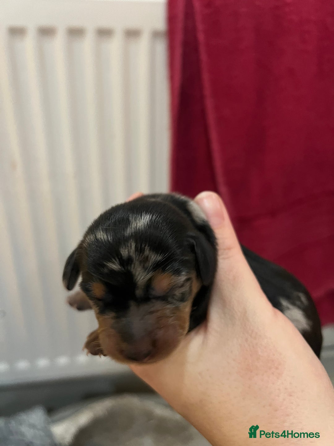 Miniature Dachshund dogs for sale: 💙KC REG💕💕💓Miniature dachshund 💙 - Advert 8