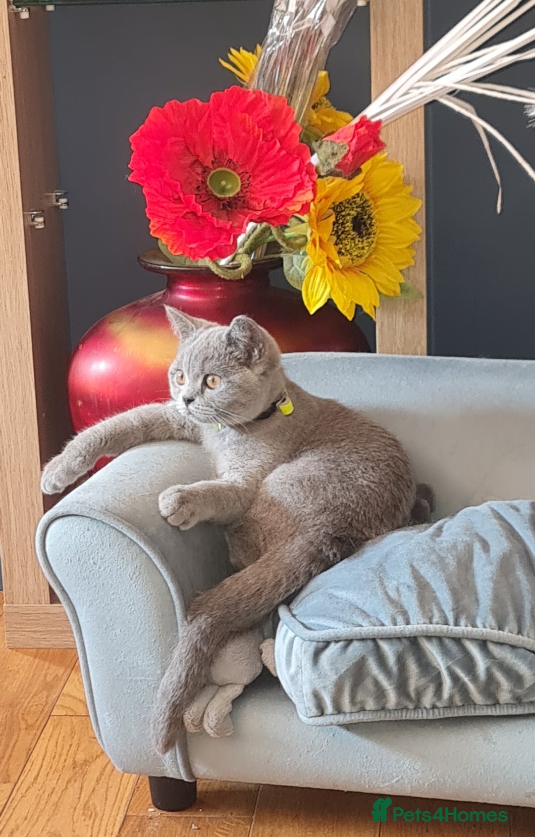 Scottish Fold cats for sale: Scottish straight female for Rehoming  in Glasgow - Image 1