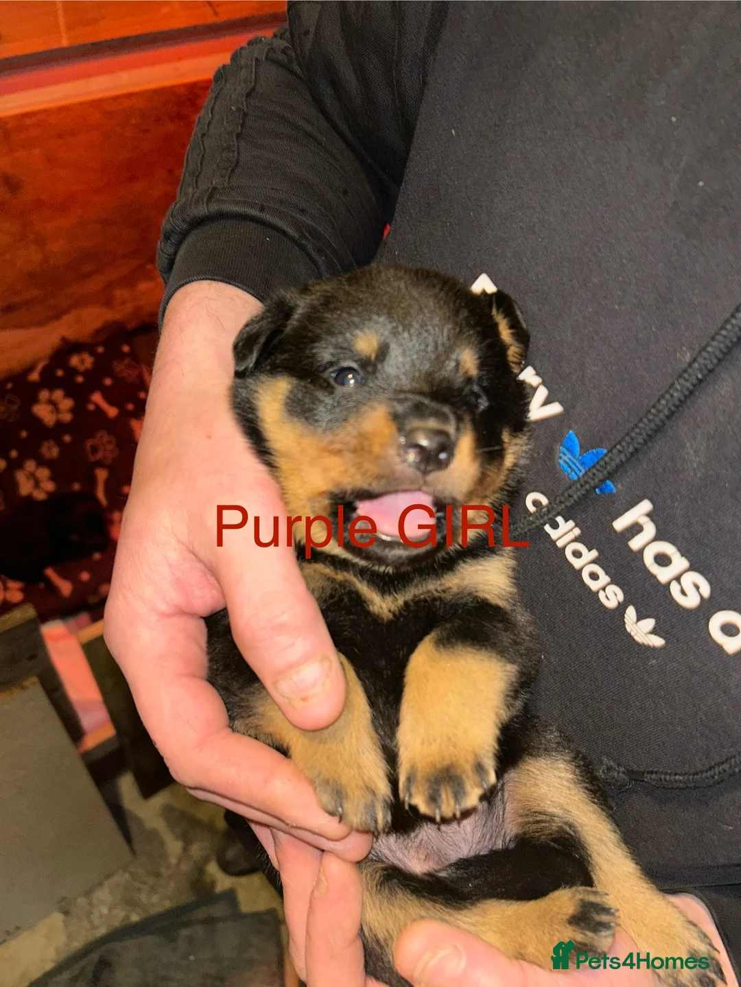 Rottweiler dogs for sale: CHUNKY BEAUTIFUL ROTTWEILERS   - Advert 9