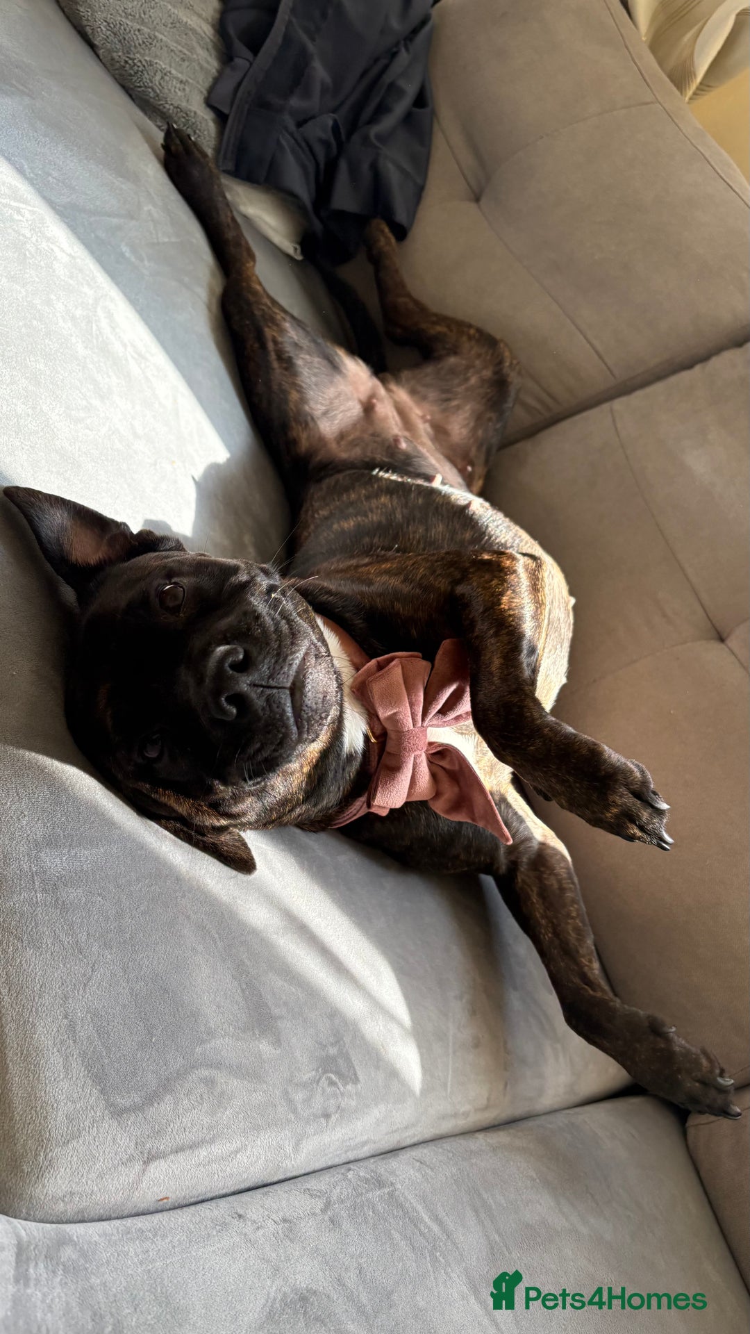 Staffordshire Bull Terrier dogs for sale: Kira  - Image 5