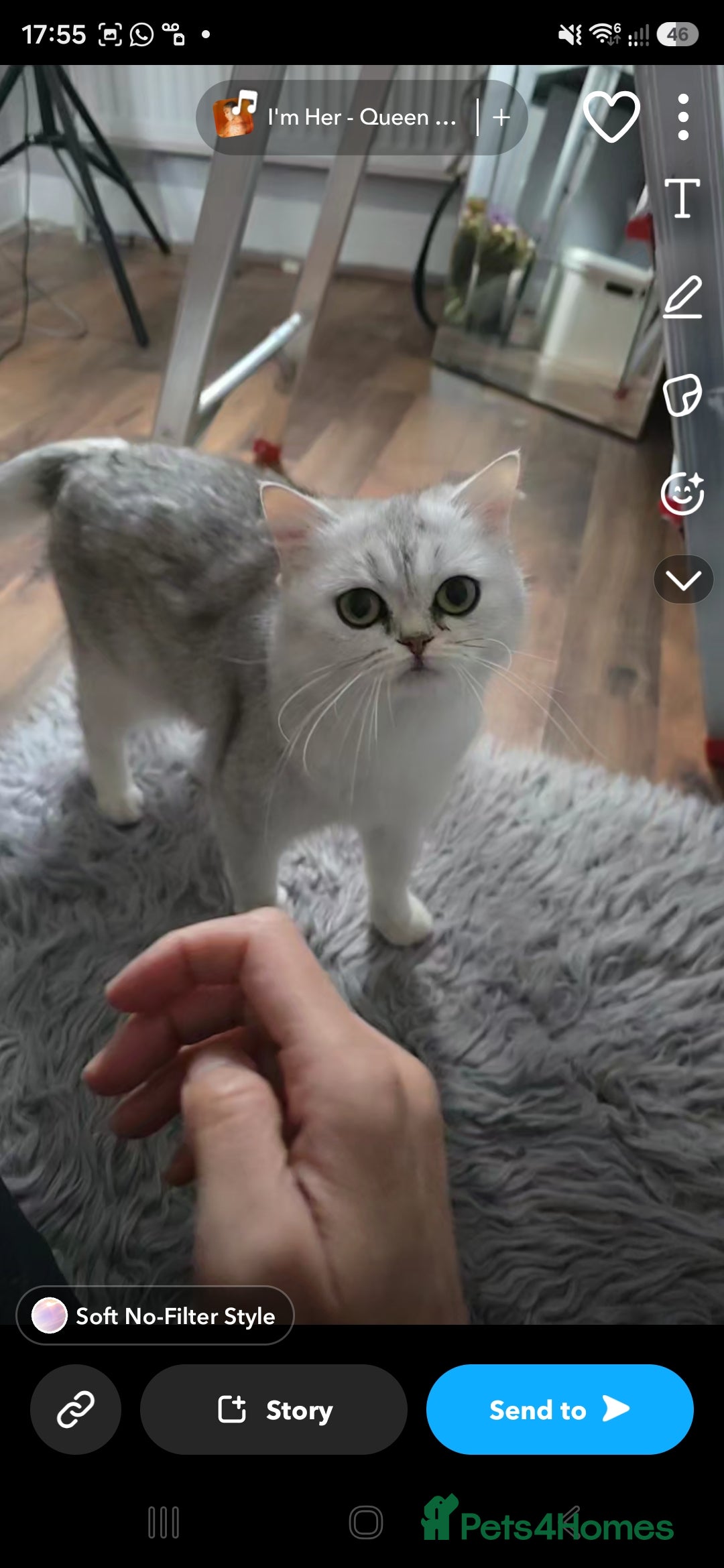 Scottish Fold cats Loving mother and daughter. Scottish breed  - Advert 4