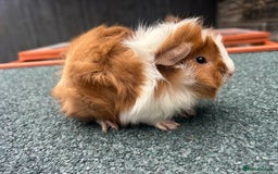 Guinea Pig rodents for sale: Beautiful Baby Guinea pigs to reserve  - Image 9