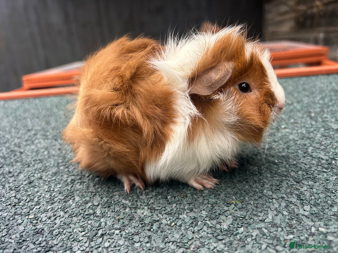 Guinea Pig rodents for sale: Beautiful Baby Guinea pigs to reserve  - Image 9