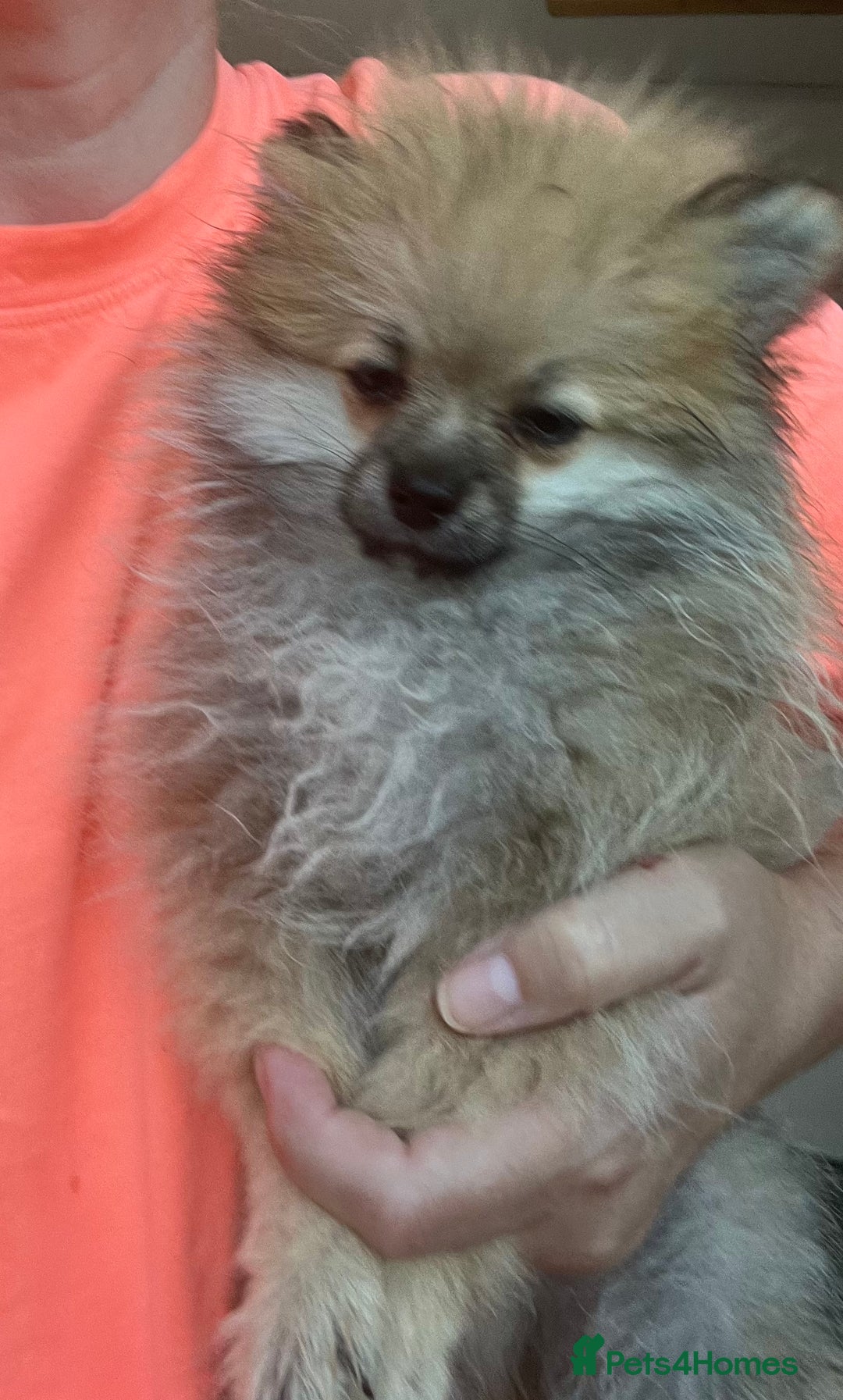 Pomeranian dogs for sale: Pomeranian  puppies  - Image 39