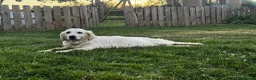 Golden Retriever dogs for sale: ⭐️ KC health tested golden retrievers ⭐️ - Advert 3