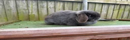 Mini Lop rabbits for sale: stunning  blue mini lop doe - Advert 7