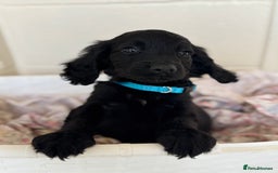 Cocker Spaniel dogs for sale: Beautiful cocker spaniels puppies for sale - Image 28