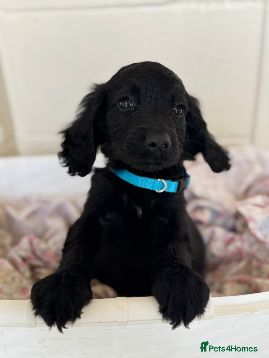 Cocker Spaniel dogs for sale: Beautiful cocker spaniels puppies for sale - Image 28